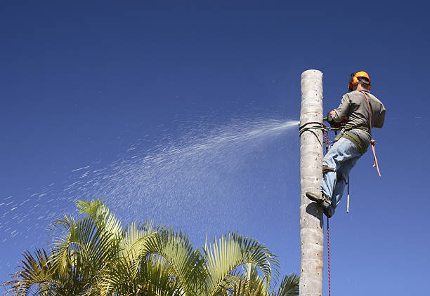 How Our Tree Care Process Works  in  Lexington, TX