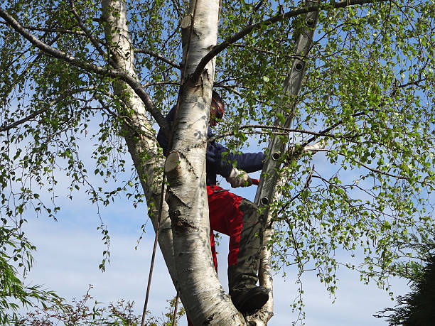 Reliable Lexington, TX Tree Care Solutions